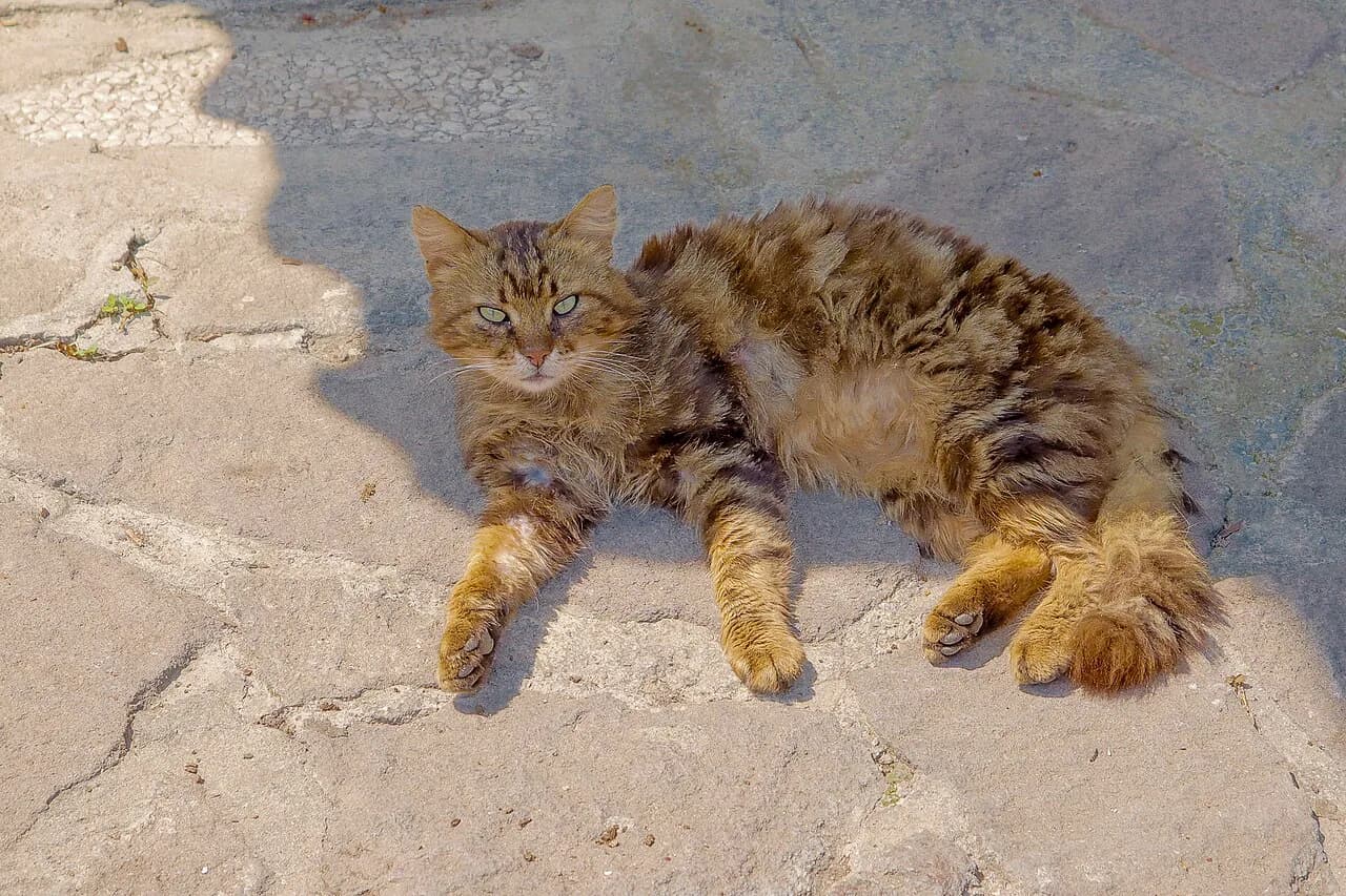 Cats of Greece: Why They're Everywhere and How to Treat Them