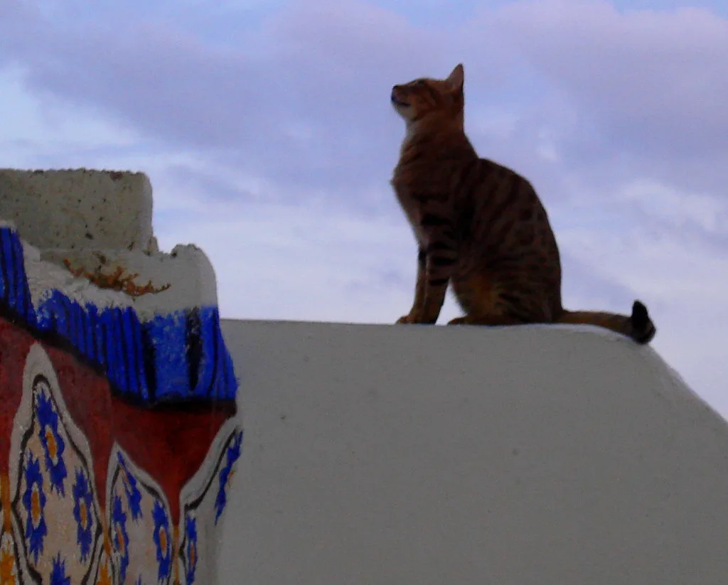 Kittykat, Santorini