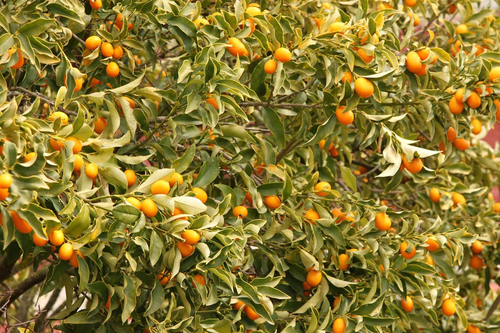 Corfu - Agios Gordios - Kumquat tree